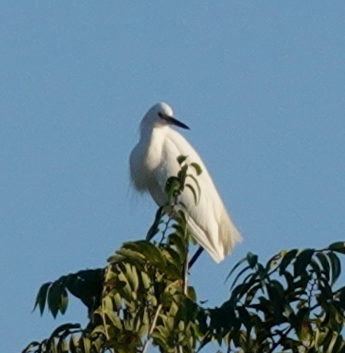 Snowy Egret - ML623730330