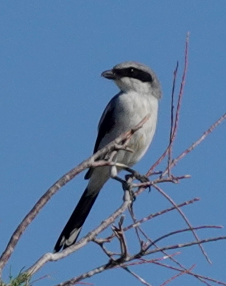 Loggerhead Shrike - ML623730343