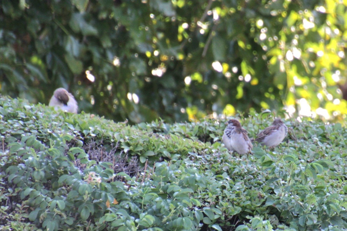 House Sparrow - ML623730359