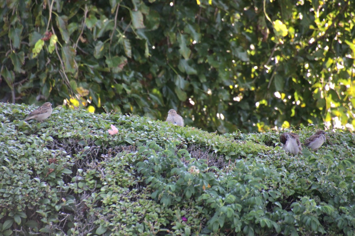 House Sparrow - ML623730360