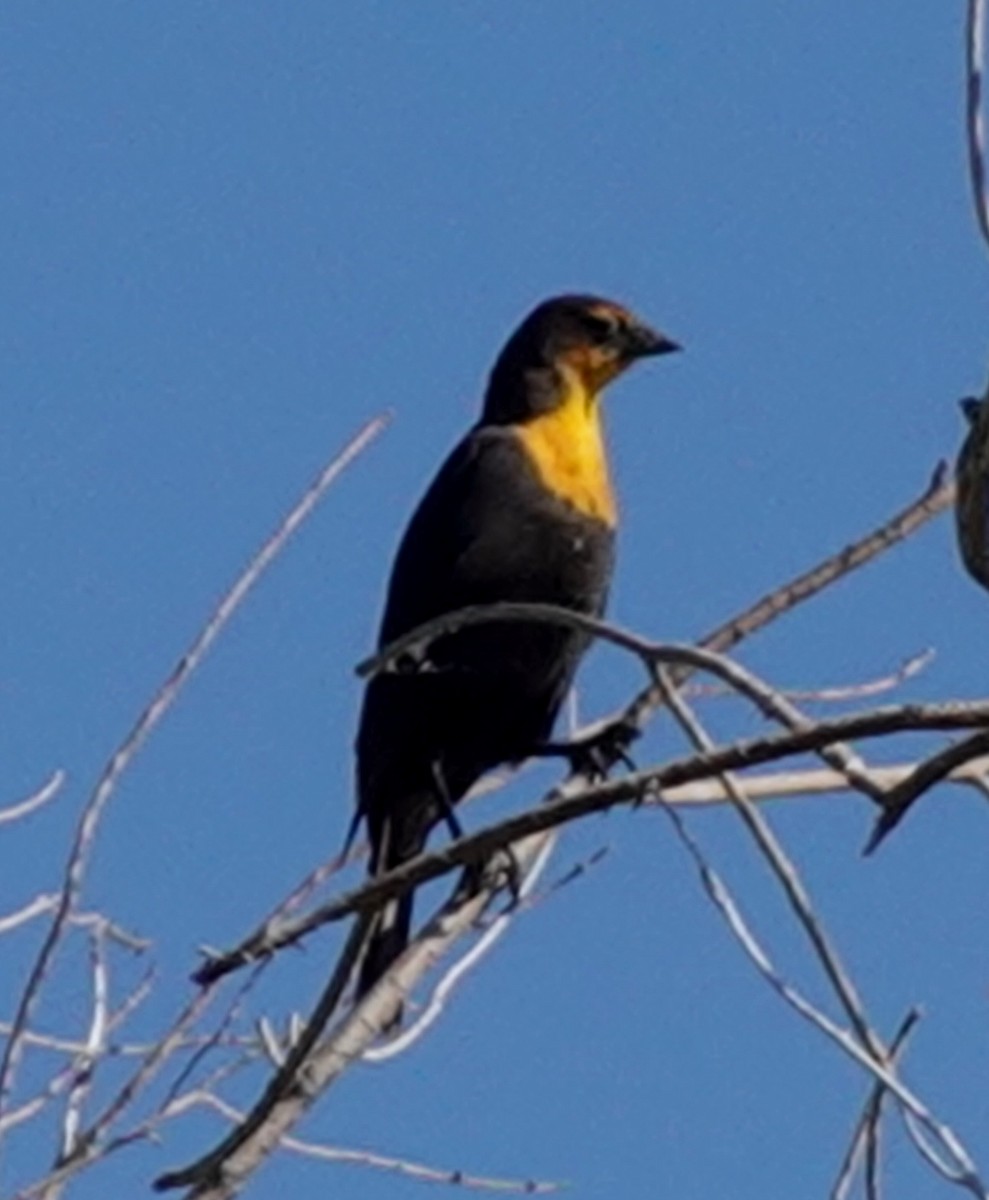 Yellow-headed Blackbird - David Berryman