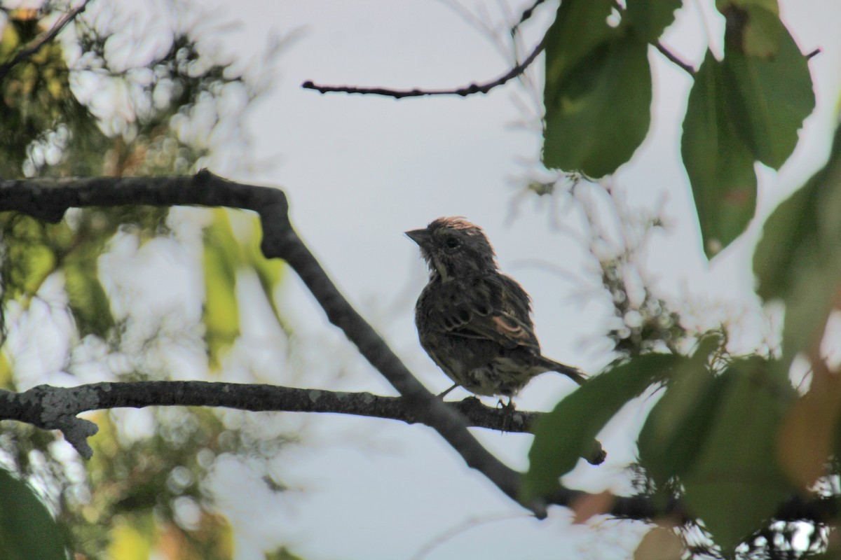 Song Sparrow (melodia/atlantica) - ML623730373