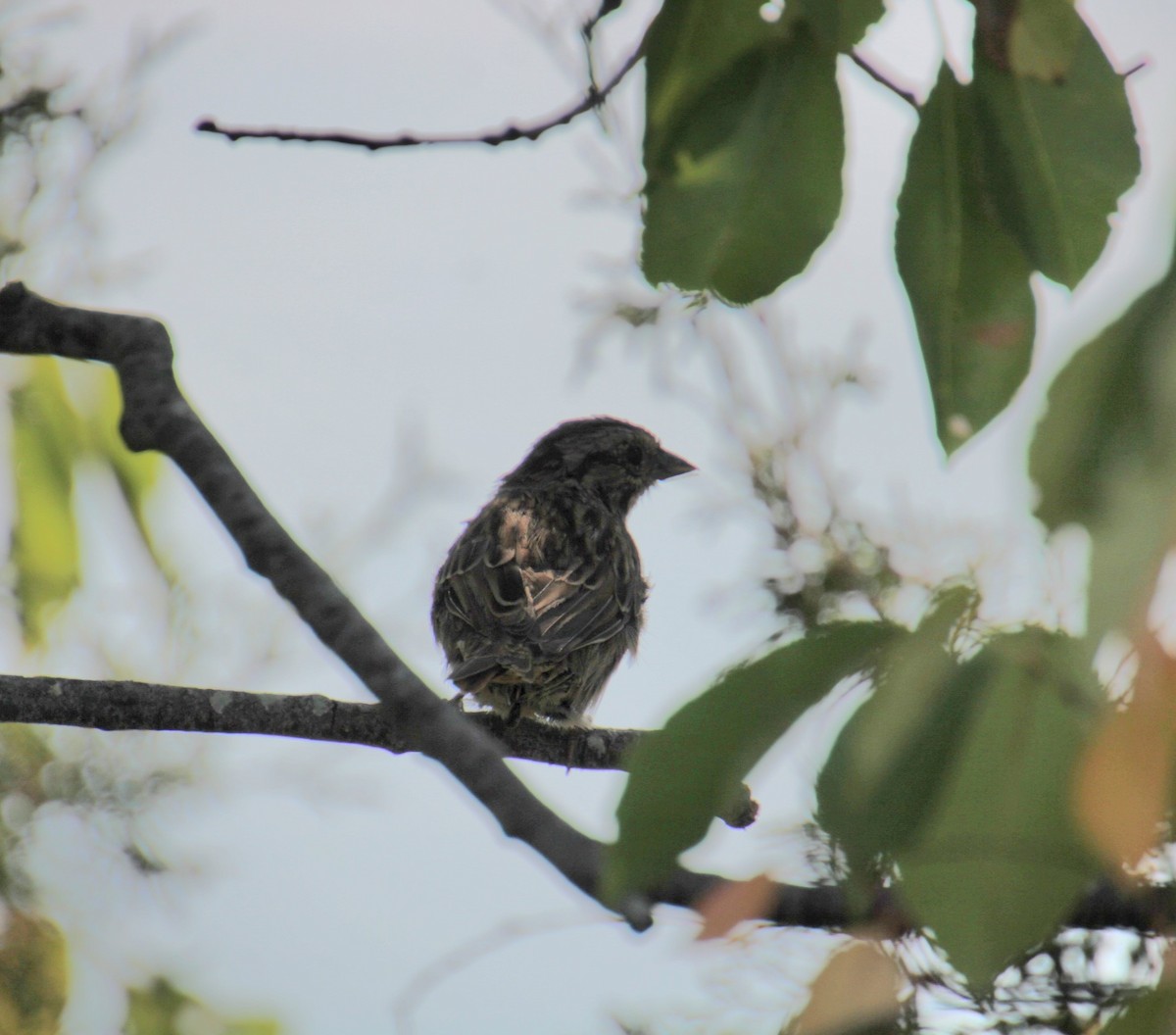 Song Sparrow (melodia/atlantica) - ML623730374