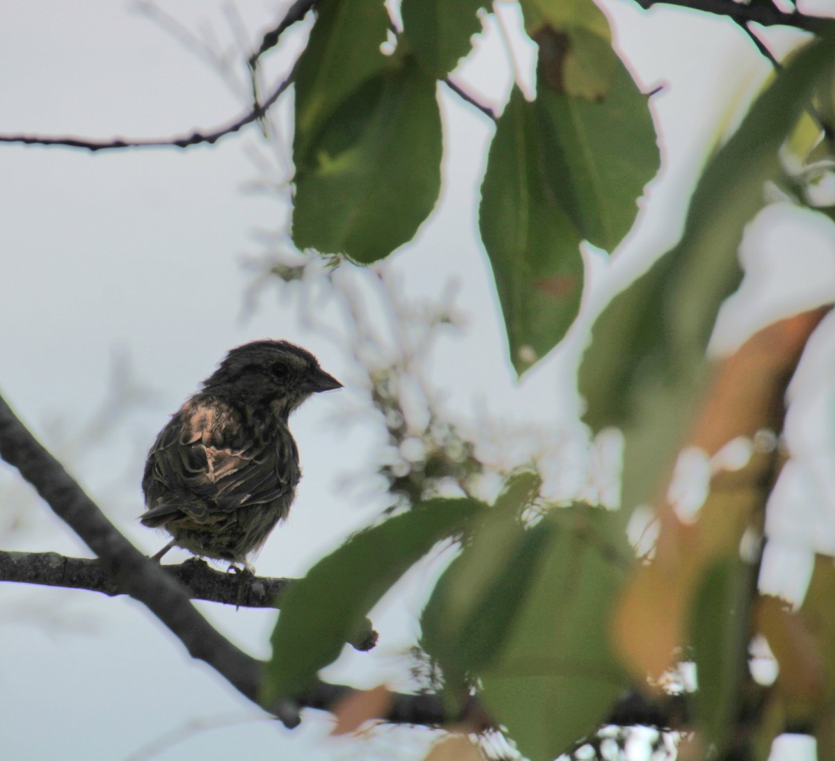 Song Sparrow (melodia/atlantica) - ML623730375