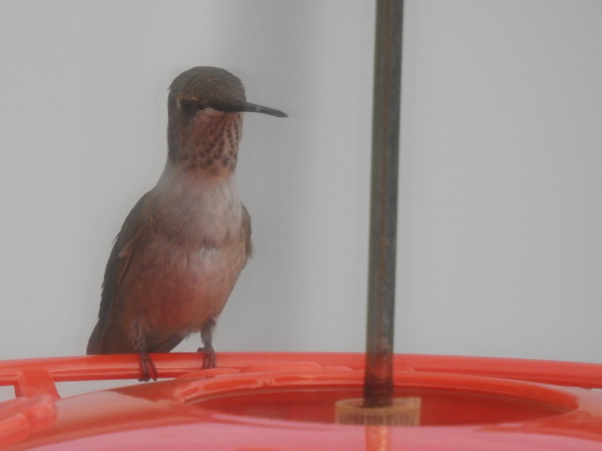 Broad-tailed Hummingbird - Shirley Stafford