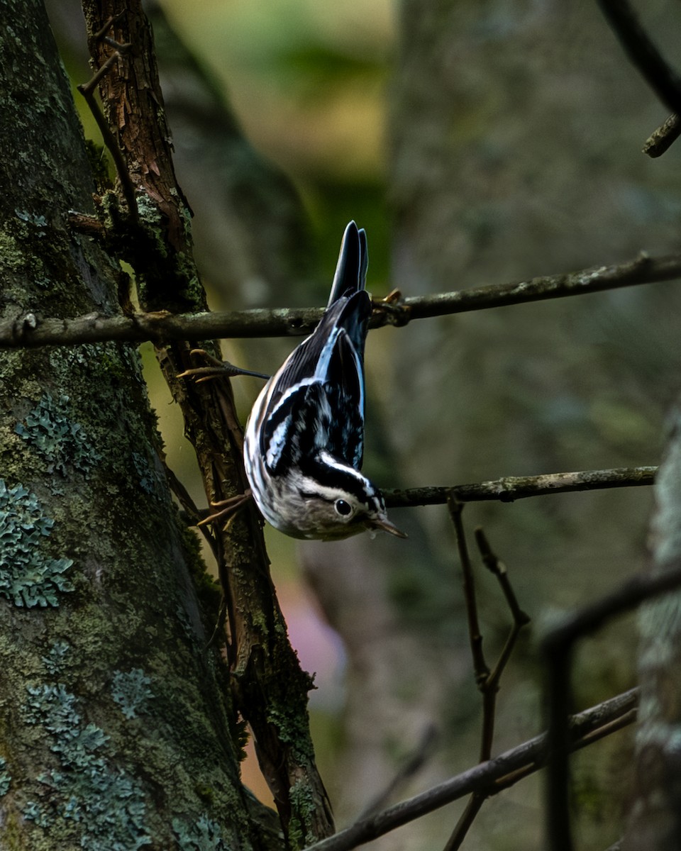 Black-and-white Warbler - ML623730386