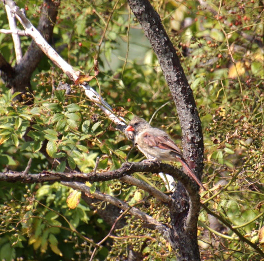 Northern Cardinal - ML623730397