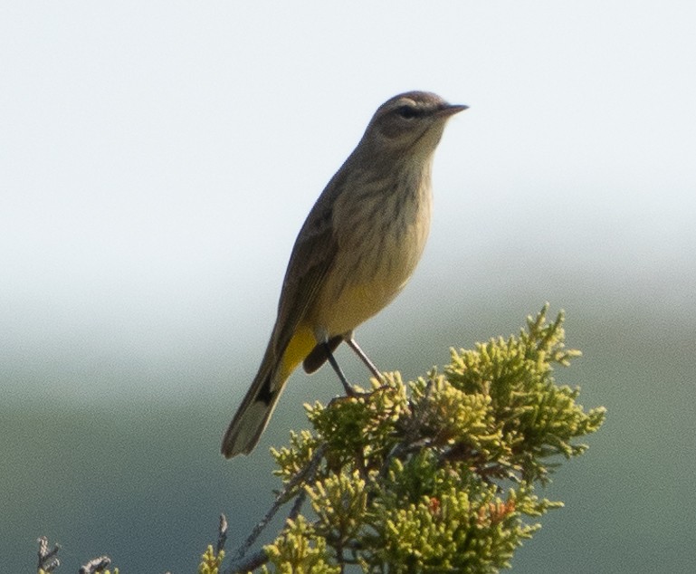 Palm Warbler (Western) - Paul  McPartland