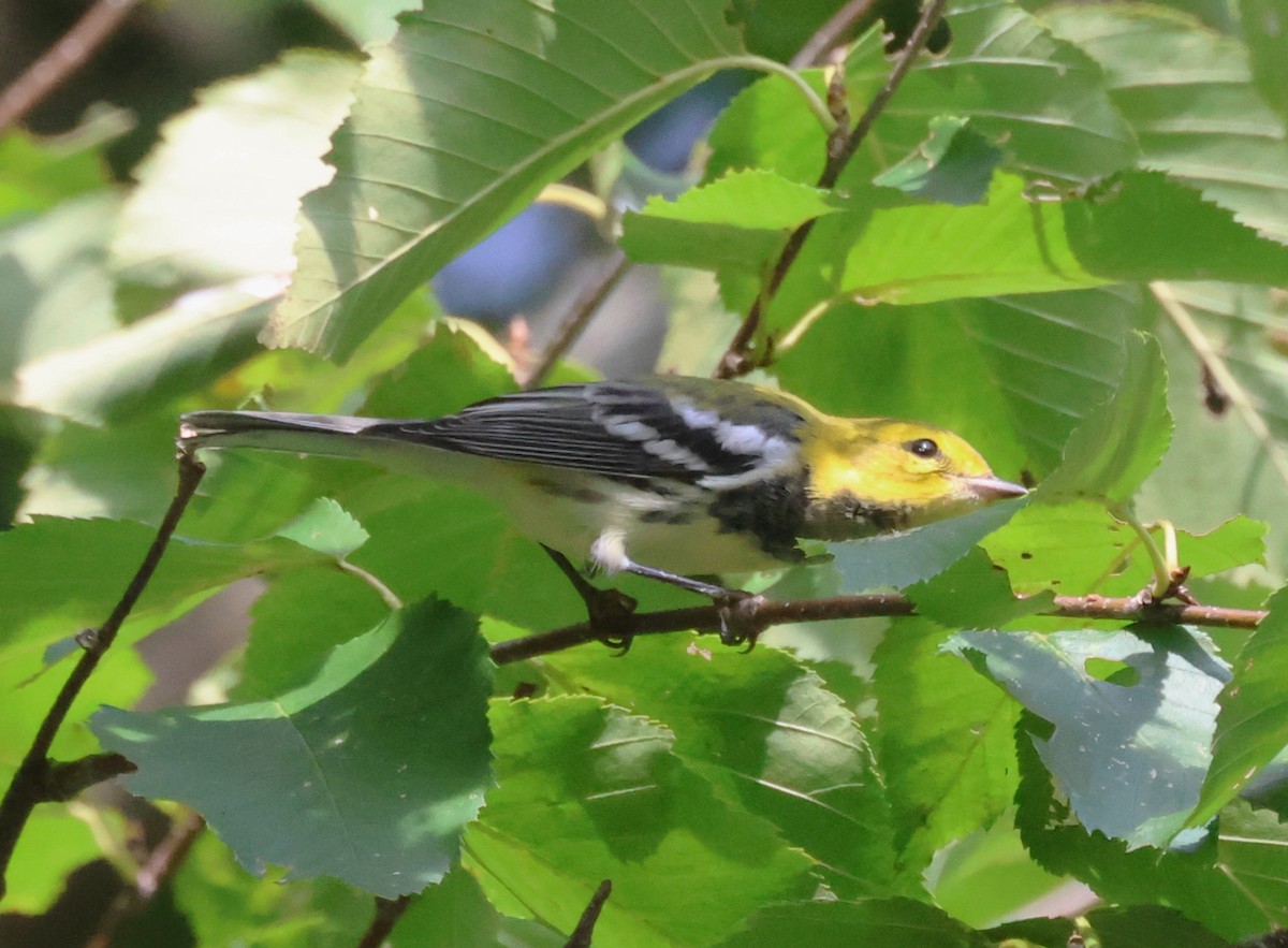 Black-throated Green Warbler - ML623730424