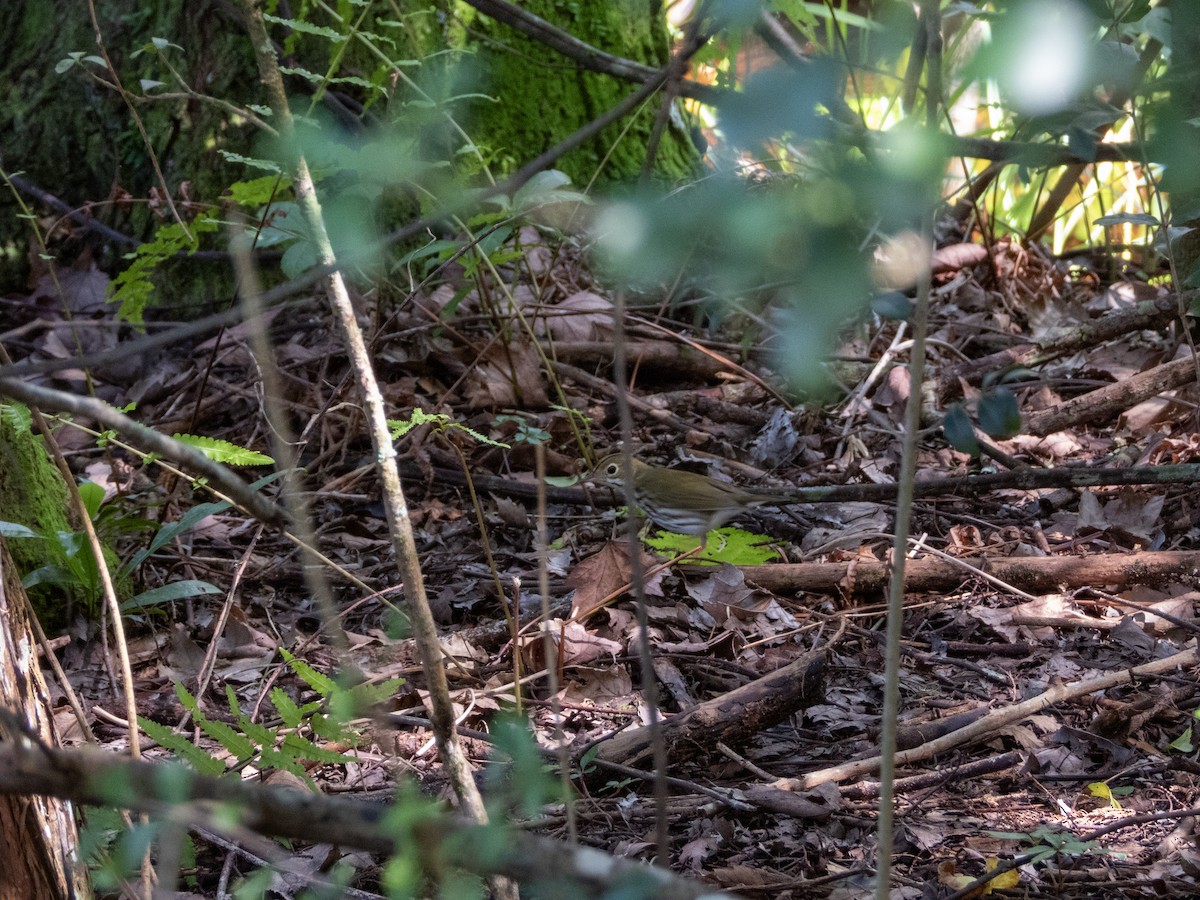 Ovenbird - Mark Penkower