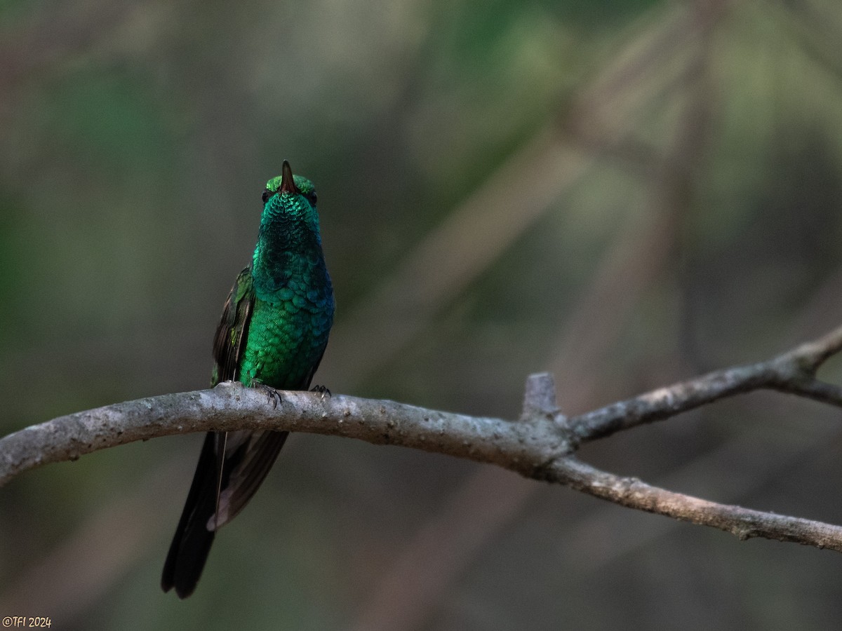 Cuban Emerald - T I