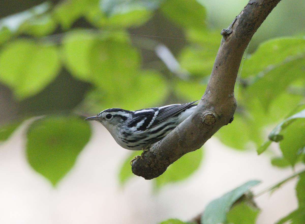 Black-and-white Warbler - ML623730460