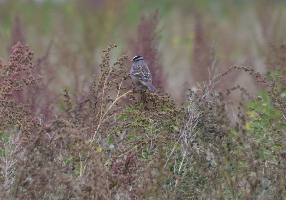 White-crowned Sparrow - ML623730547