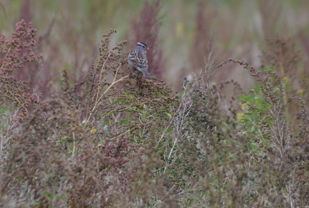 White-crowned Sparrow - ML623730548