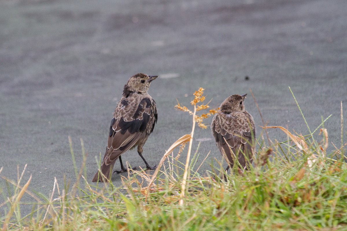 Brown-headed Cowbird - ML623730577