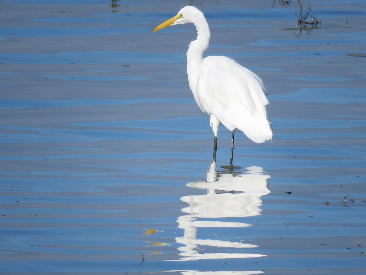 Большая белая цапля (egretta) - ML623730594