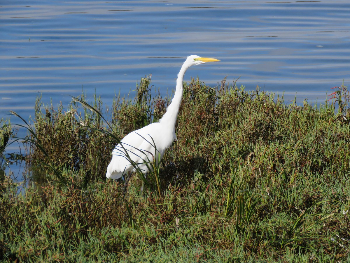 Большая белая цапля (egretta) - ML623730595