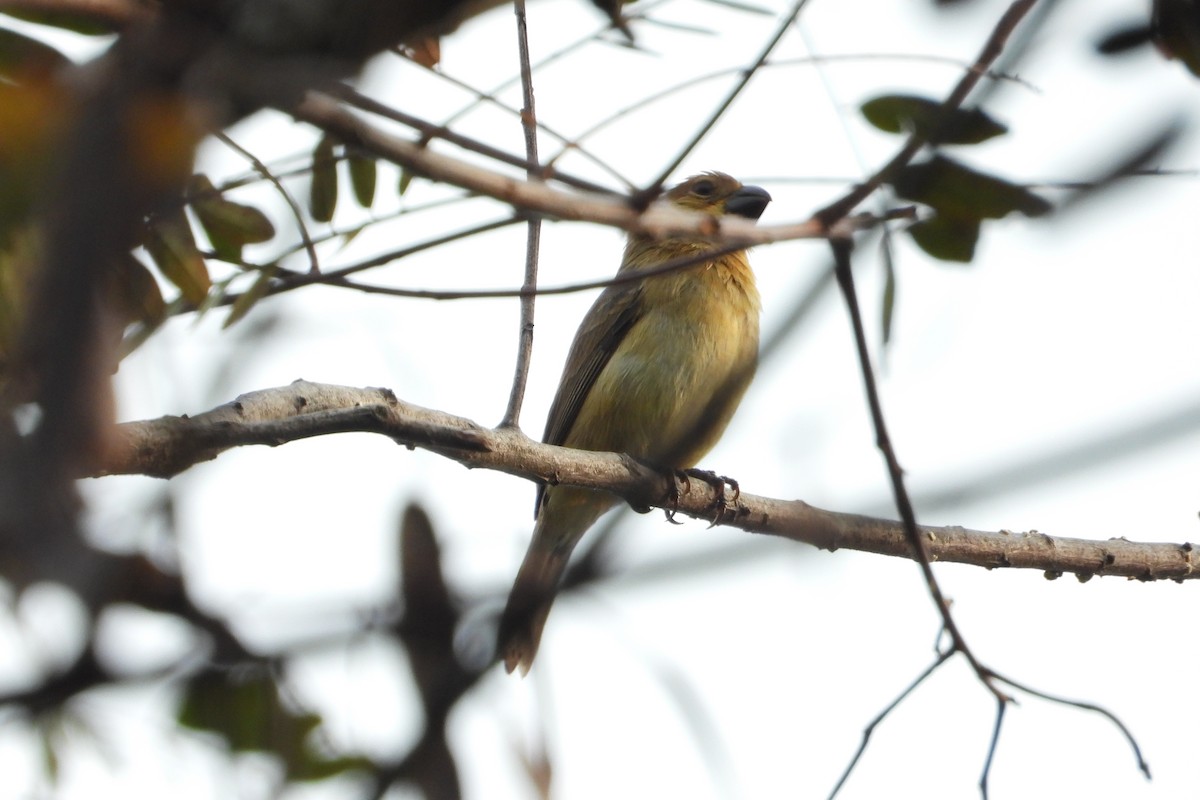 Gray Seedeater - ML623730606