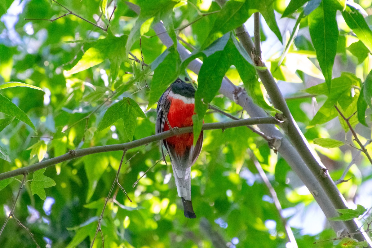 Elegant Trogon - ML623730635