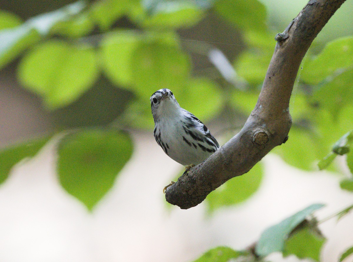 Black-and-white Warbler - ML623730679