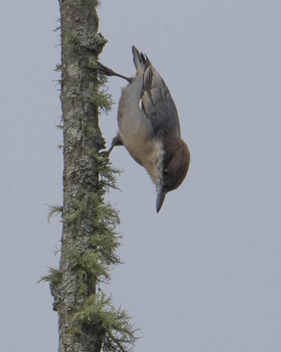Brown-headed Nuthatch - ML623730714