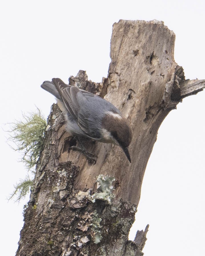 Brown-headed Nuthatch - ML623730715