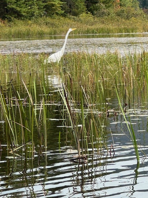 Great Egret - ML623730730