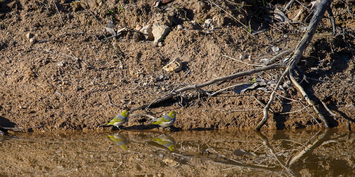 Zostérops à dos gris - ML623730753