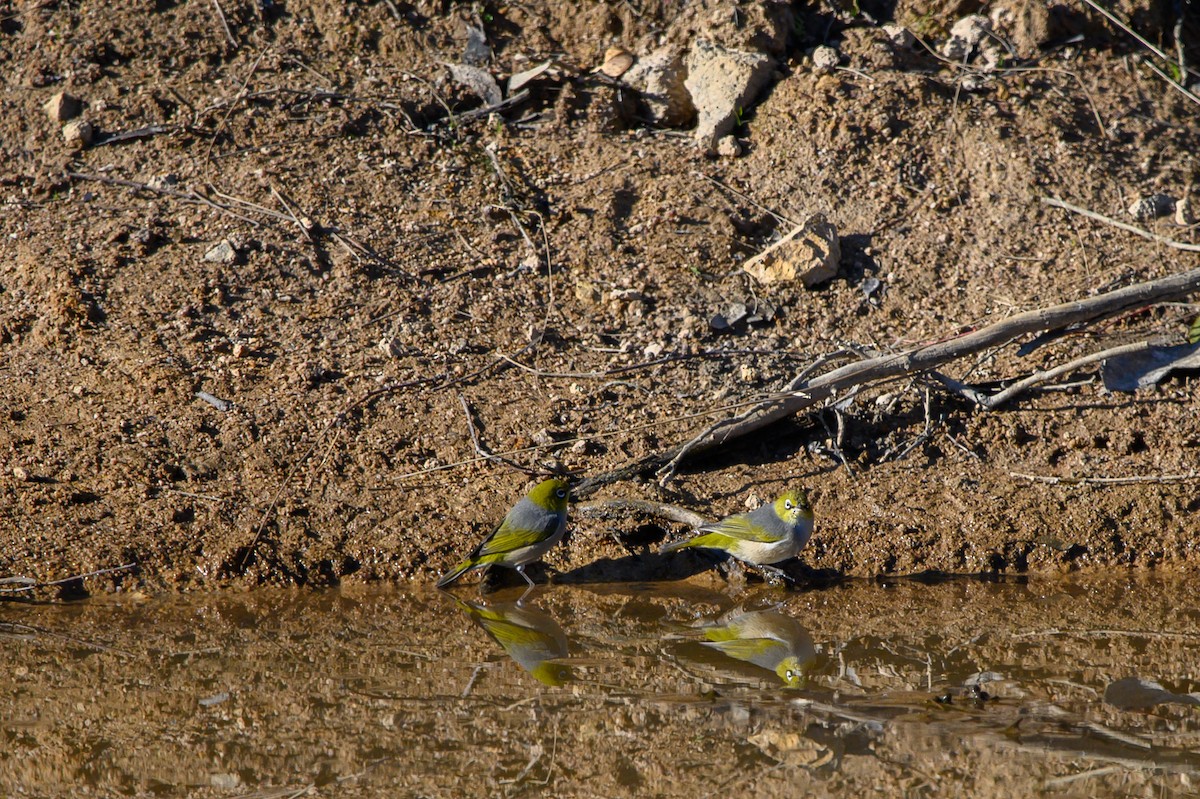 Zostérops à dos gris - ML623730754