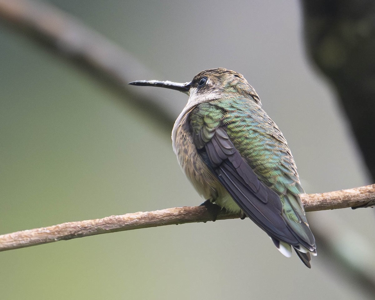 Ruby-throated Hummingbird - ML623730756