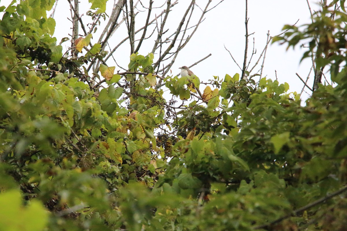 Yellow-billed Cuckoo - ML623730813