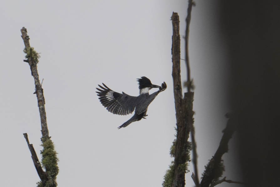 Belted Kingfisher - ML623730829