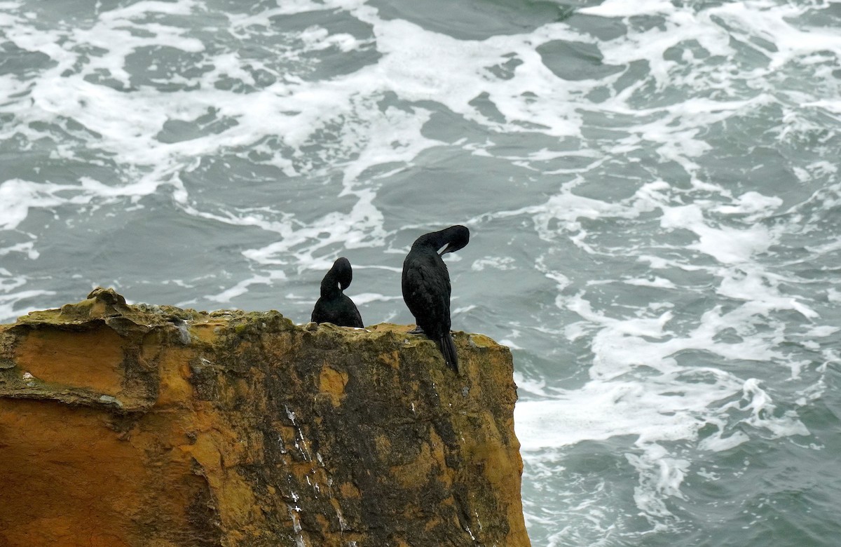 Pelagic Cormorant - ML623730843