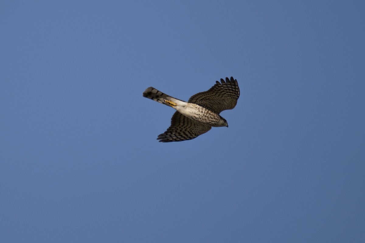 Sharp-shinned Hawk - ML623730844