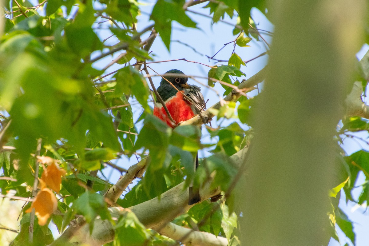 Elegant Trogon - ML623730918