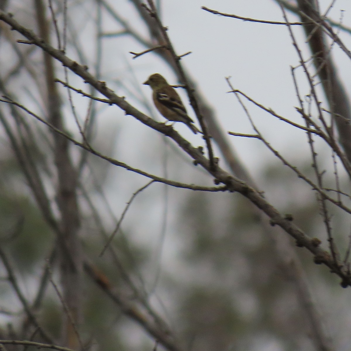 American Goldfinch - ML623730920