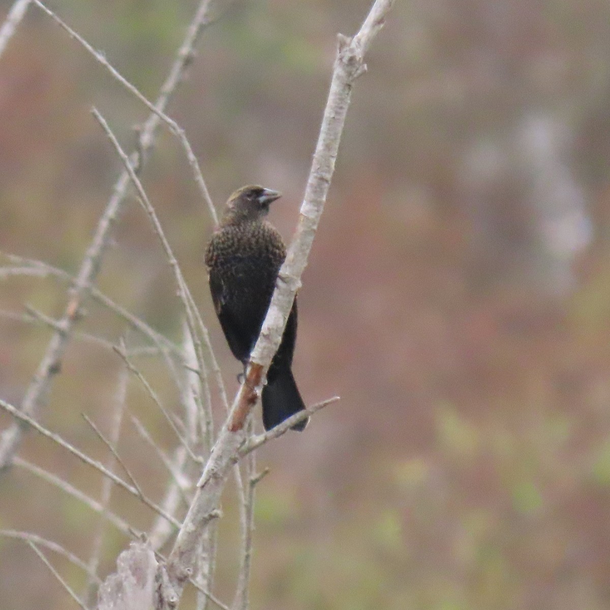 Red-winged/Tricolored Blackbird - ML623730997