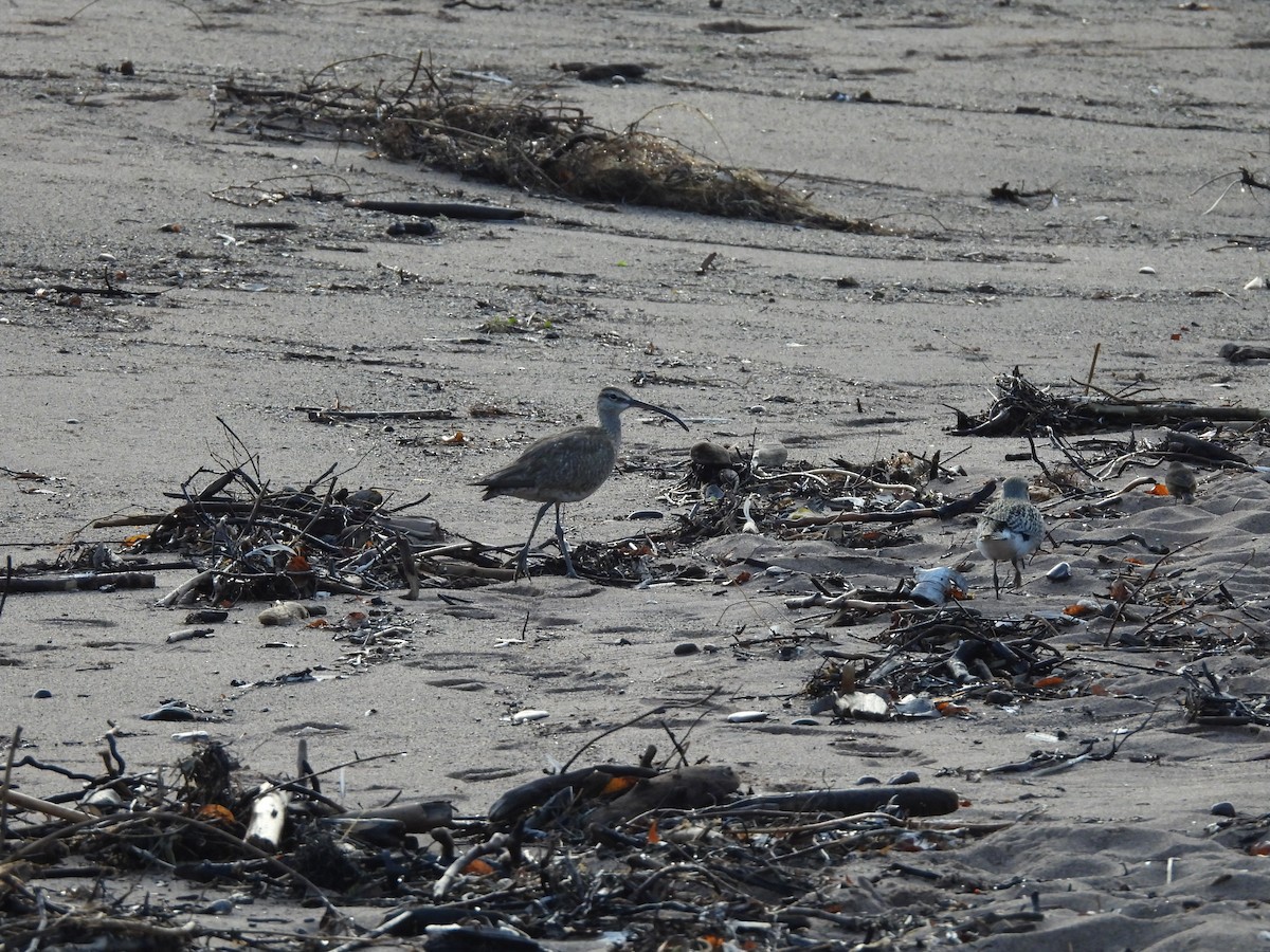 Hudsonian Whimbrel - ML623731002