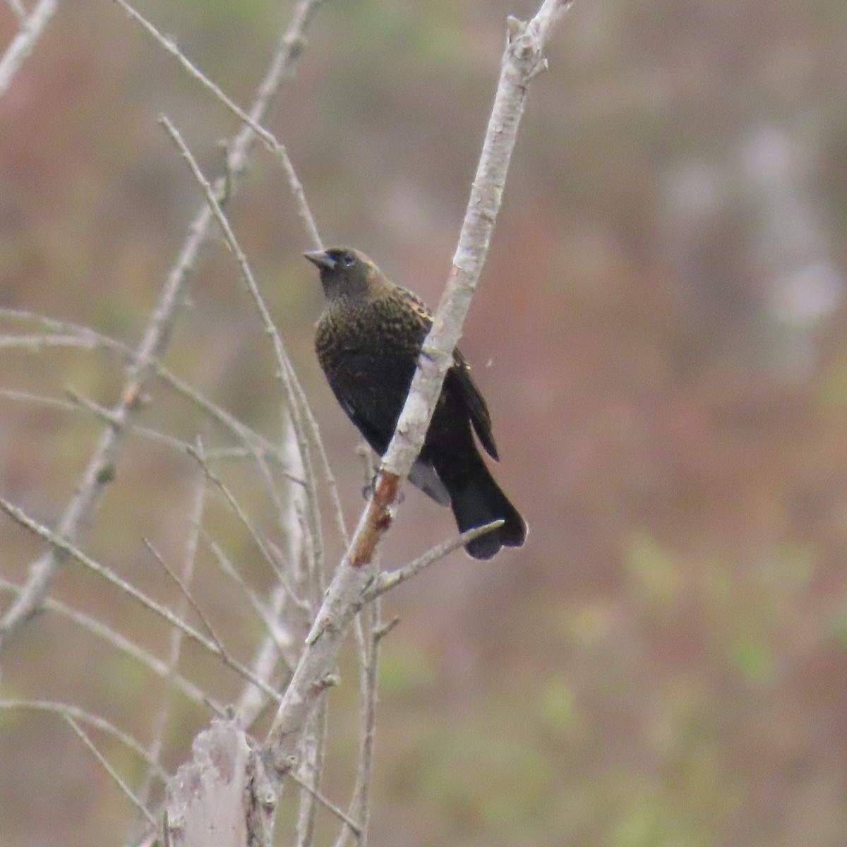 Red-winged/Tricolored Blackbird - ML623731003