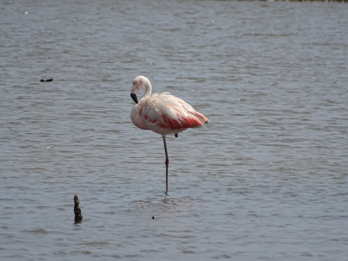 Chilean Flamingo - Renzo Paladines Puertas