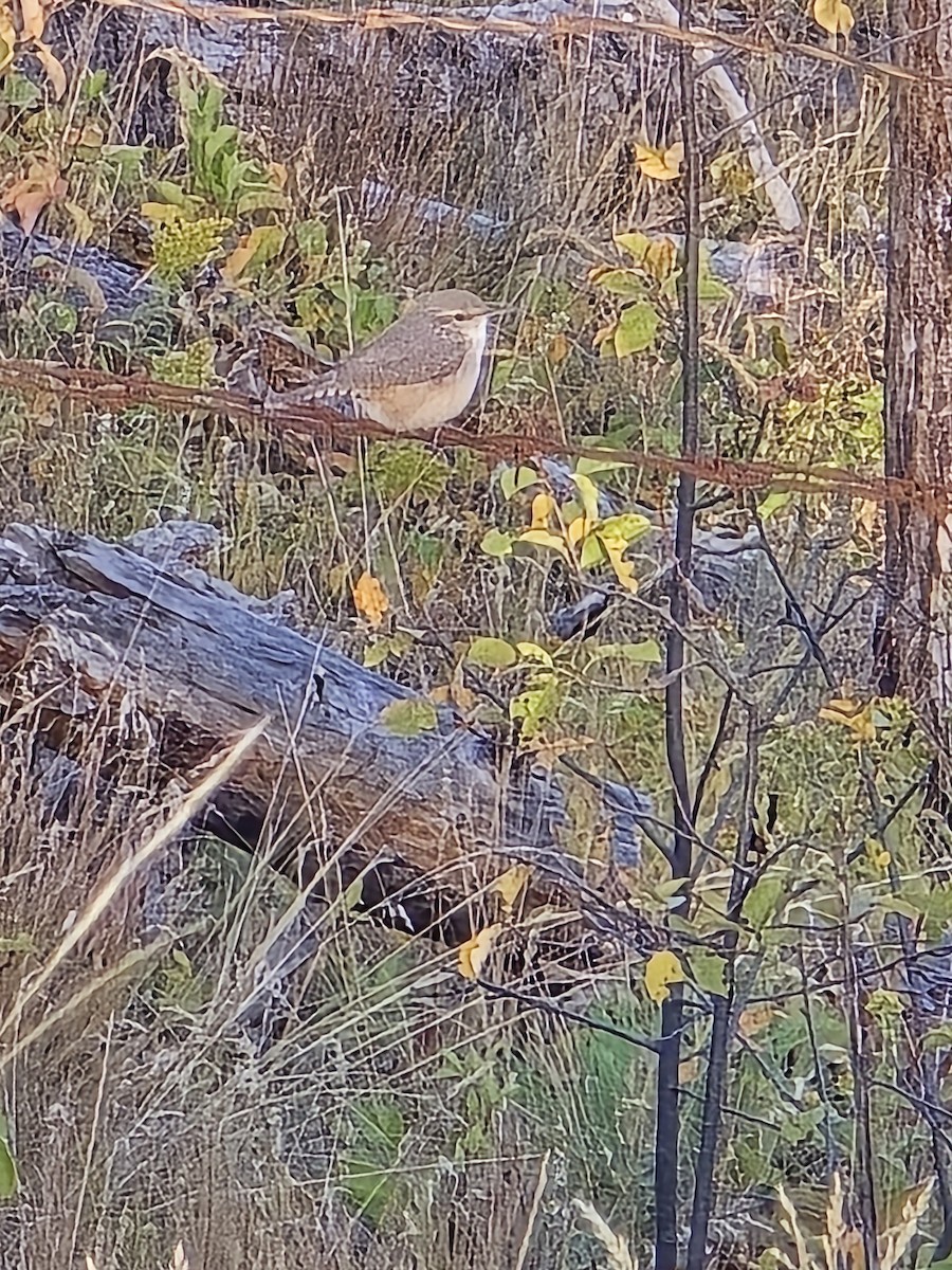 Rock Wren (Northern) - ML623731085