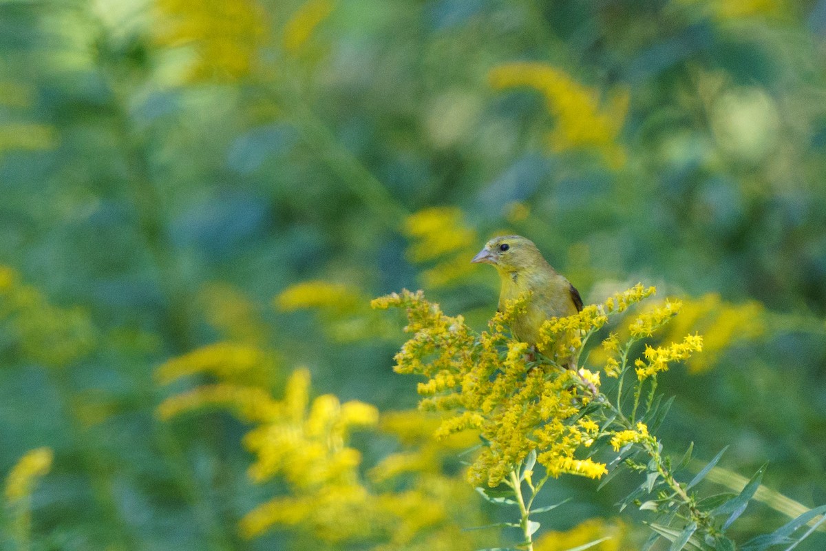 American Goldfinch - Conor Tompkins