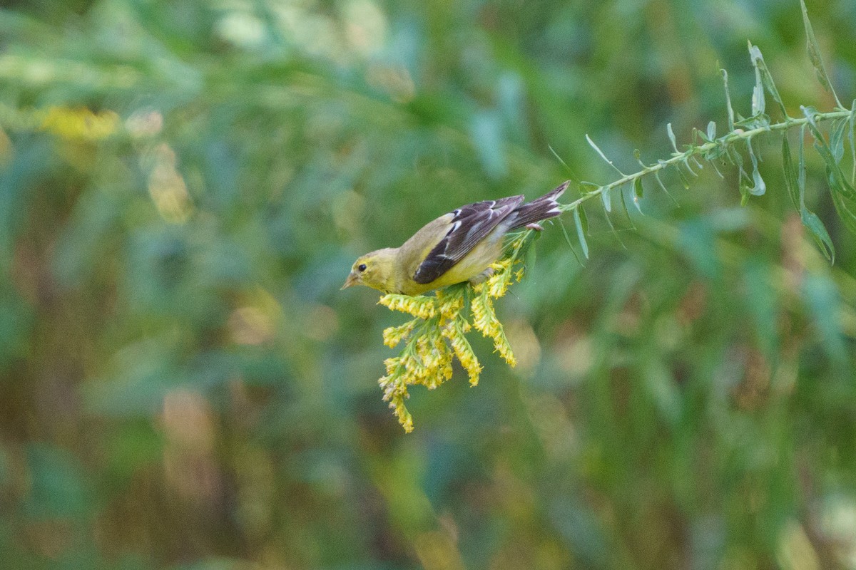 American Goldfinch - Conor Tompkins