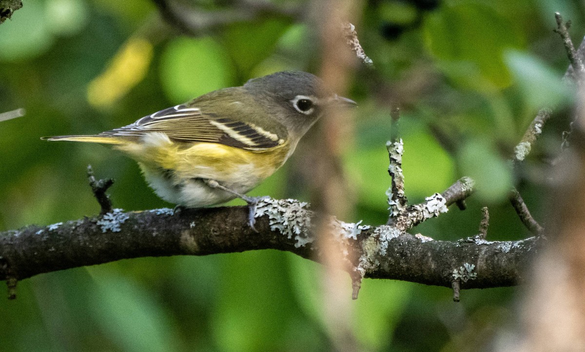 Blue-headed Vireo - Matt M.