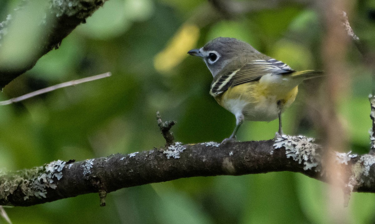 Blue-headed Vireo - ML623731211