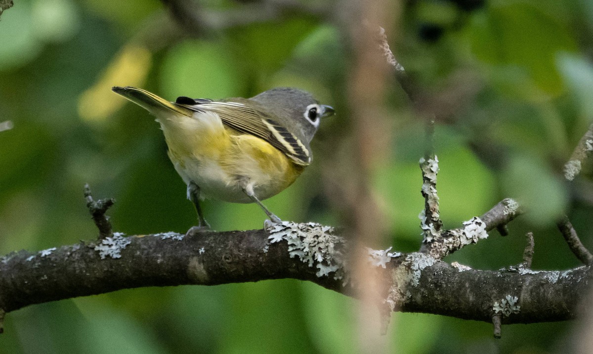 Blue-headed Vireo - ML623731212