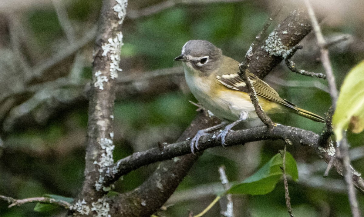 Blue-headed Vireo - Matt M.