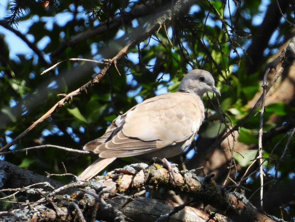 tyrkerdue - ML623731226