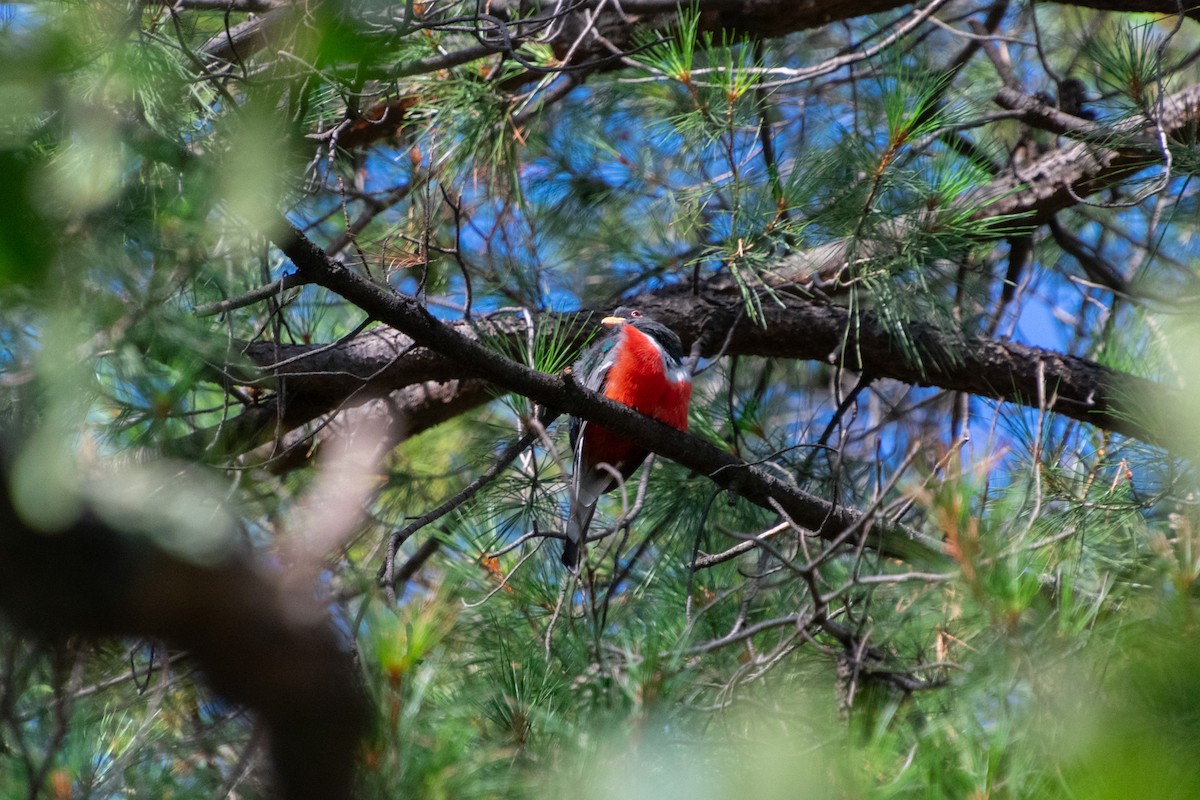 Elegant Trogon - ML623731228