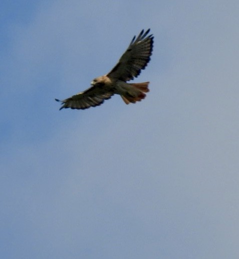 Red-tailed Hawk - ML623731232